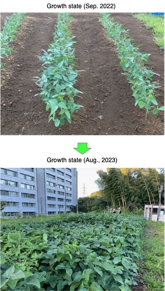 Soybenas2023Aug