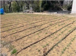Irrigation